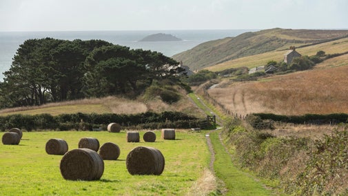 Farming for nature at Pentire, near Polzeath in Cornwall